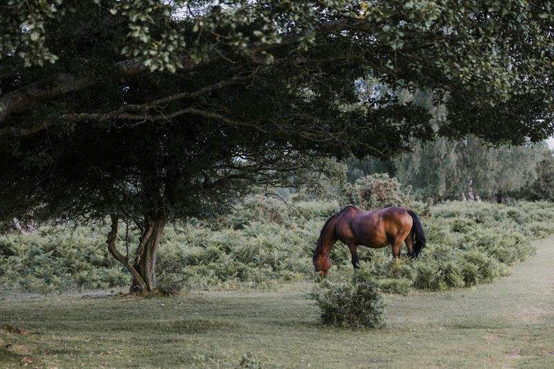 Hobbyhorse Haven - Image 12