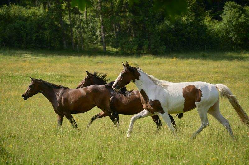 Hobbyhorse Haven - Image 6