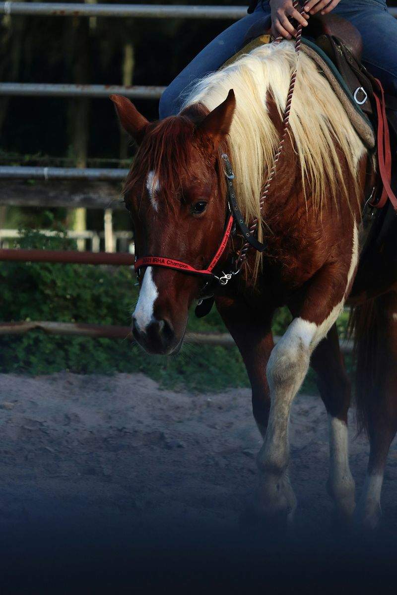 Hobbyhorse Riding Classes